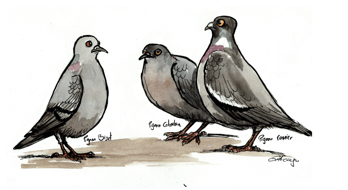 Le pigeon des villes, ni domestique, ni sauvage