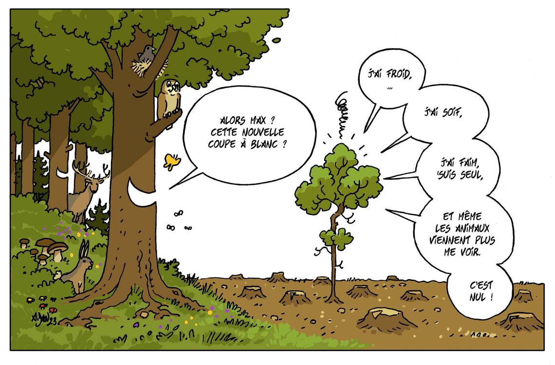 Forêts du Morvan, l’impact des coupes à blanc ECHOSCIENCES — free download