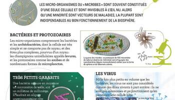 Md exposition sepiabodoni microbes 1